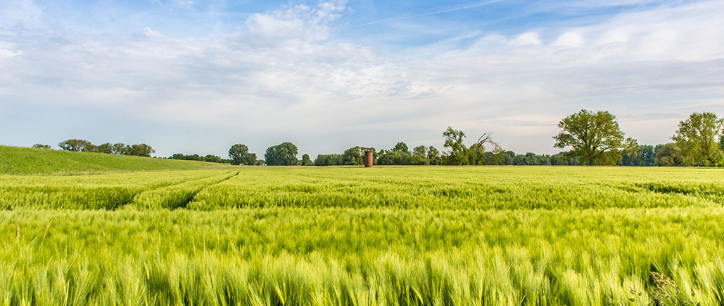 Auslöser von Allergien